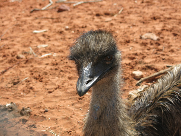 Emus in de outback, Australië - Foto, afbeelding