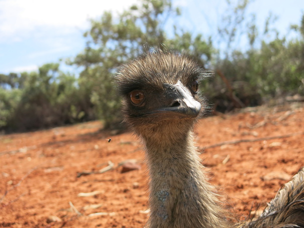 EMU v vnitrozemí Austrálie - Fotografie, Obrázek