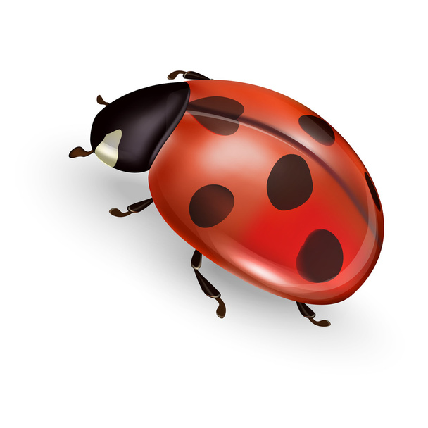 vector ladybug nature - Вектор,изображение