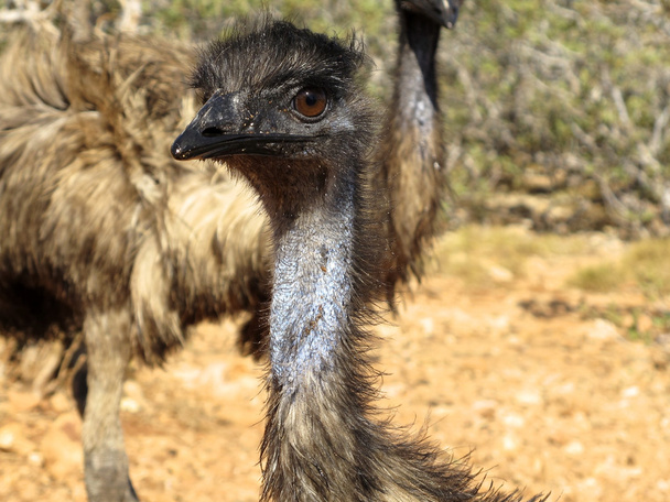 emus no outback, Austrália
 - Foto, Imagem