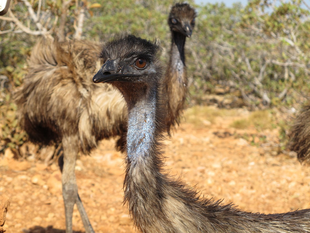 emus nell'entroterra, australia
 - Foto, immagini
