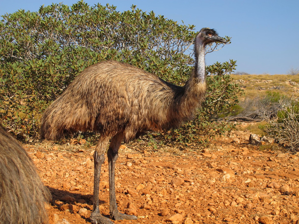 EMU v vnitrozemí Austrálie - Fotografie, Obrázek