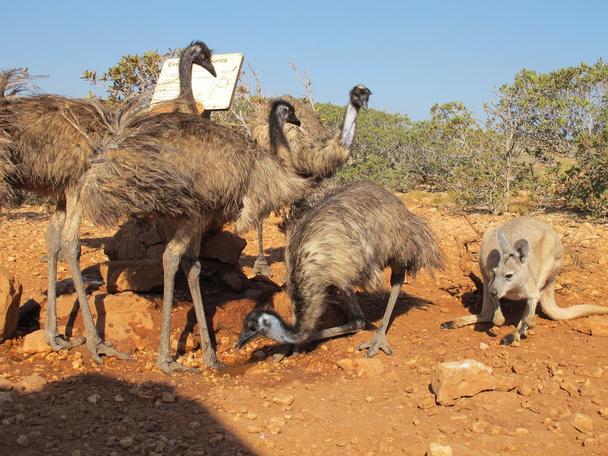 emus in the outback, australia - Photo, Image