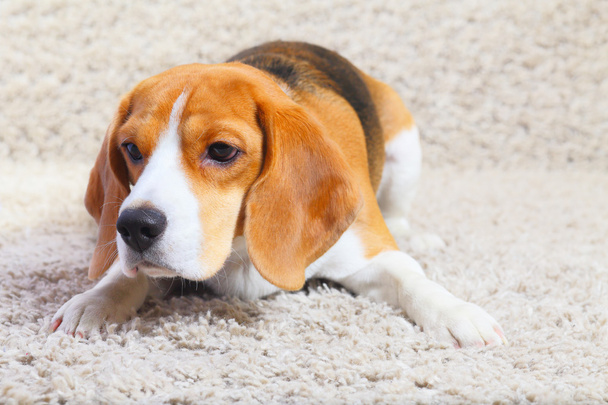 Beagle Dog est prêt à sauter
 - Photo, image
