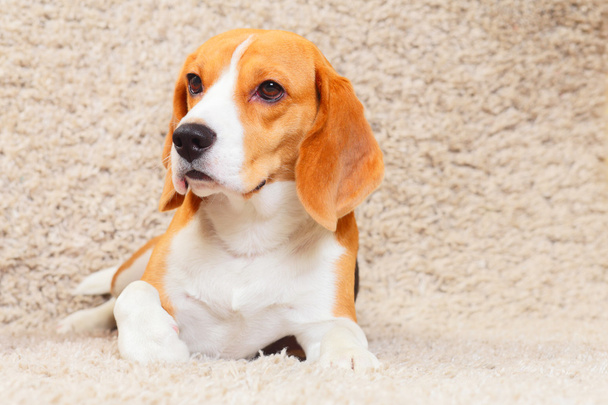 Beagle en la alfombra
 - Foto, imagen