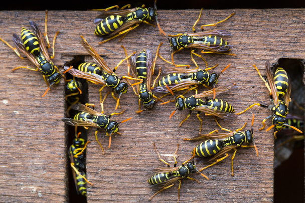 Wasps close up - Photo, Image