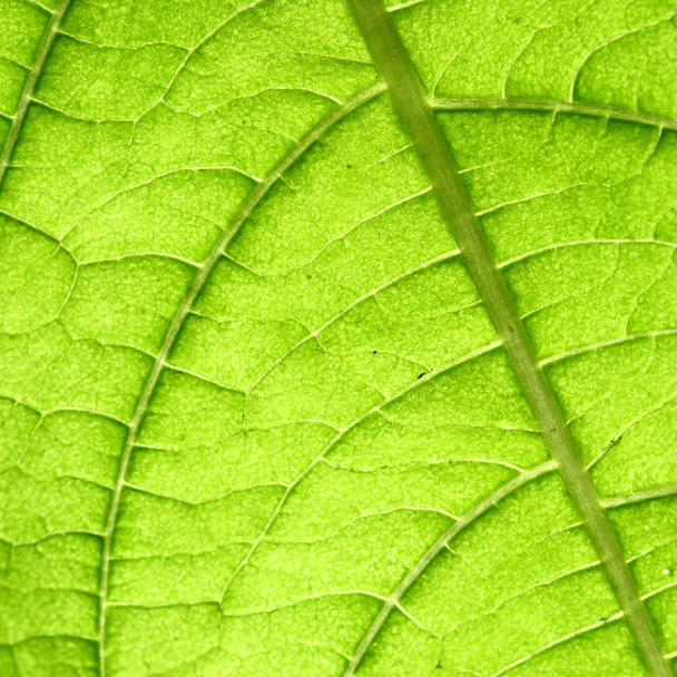 Green leaf vein - Foto, imagen