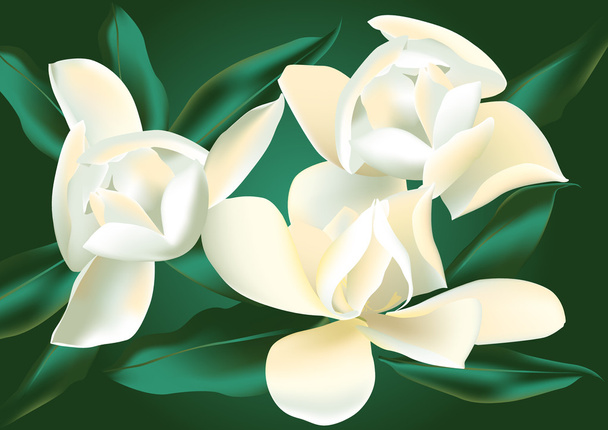 Magnolia - Διάνυσμα, εικόνα