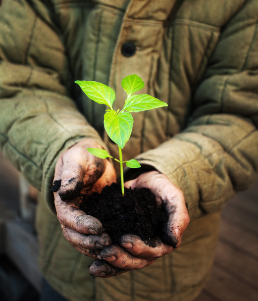 Hands holding green sapling with soil - Foto, imagen