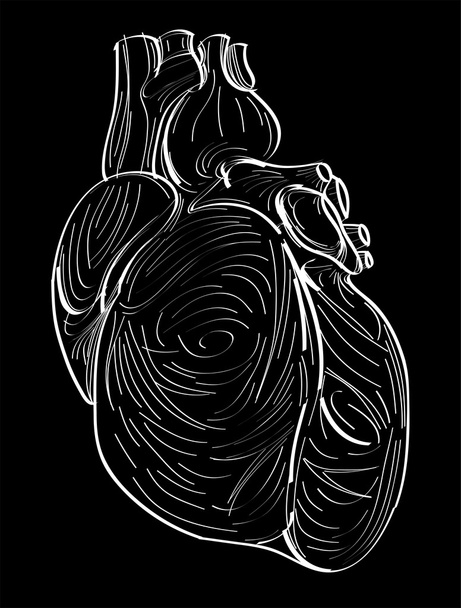Hand drawn sketch of human heart - Vector, Imagen