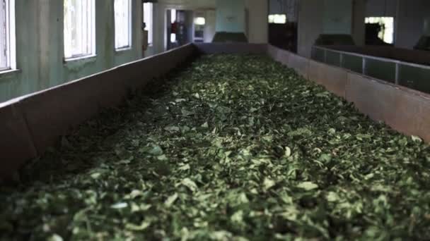 Hint çay üretimi - Video, Çekim