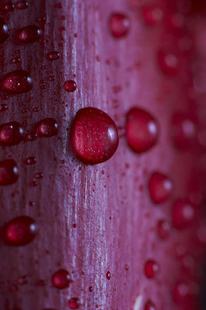 Krople wody na płatek czerwony tulipan - Zdjęcie, obraz