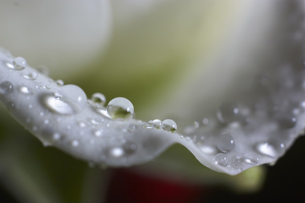 Gocce d'acqua su rose di petalo bianche
 - Foto, immagini