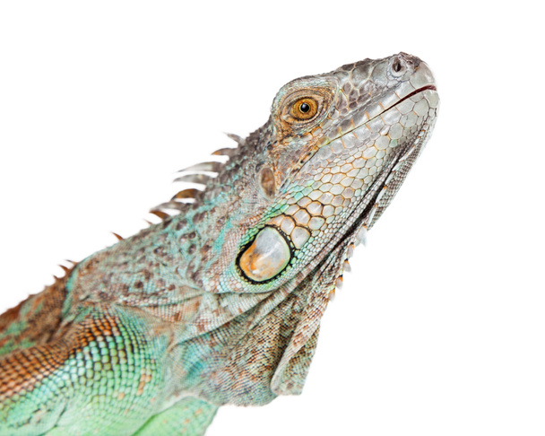 hermosa iguana verde
 - Foto, Imagen