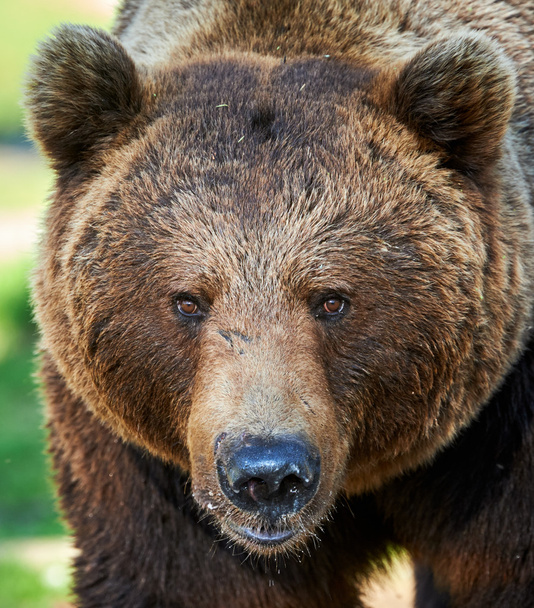 Portrét medvěd hnědý - Fotografie, Obrázek