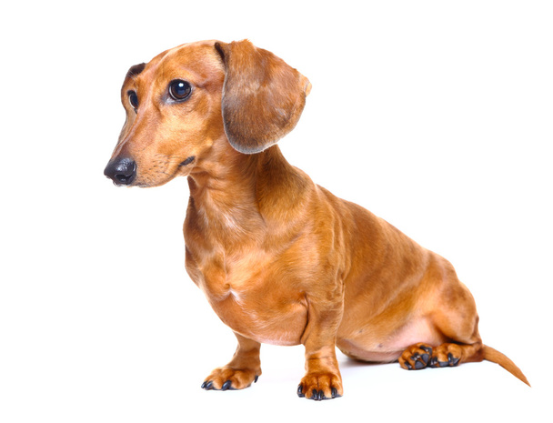 ダックスフント犬 - 写真・画像