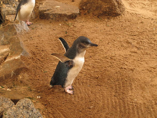 Little Blue Penguins, Eudyptula minor in captivity - Photo, Image