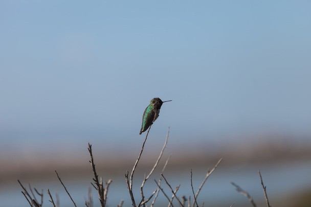 Černý chinned kolibřík - Fotografie, Obrázek