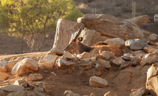 Afrikan Bontebok antilooppi
 - Valokuva, kuva