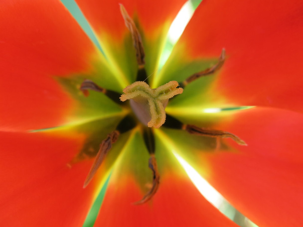 tulp bloesem close-up - Foto, afbeelding