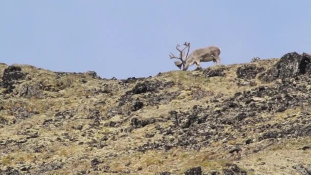 Годування оленів на пагорбі
 - Кадри, відео