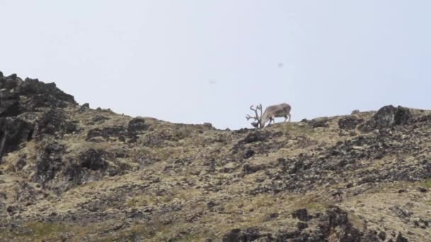 Reindeer feeding on hill - Footage, Video