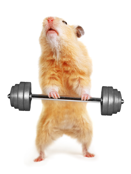 Hamster mit Stange - Foto, Bild