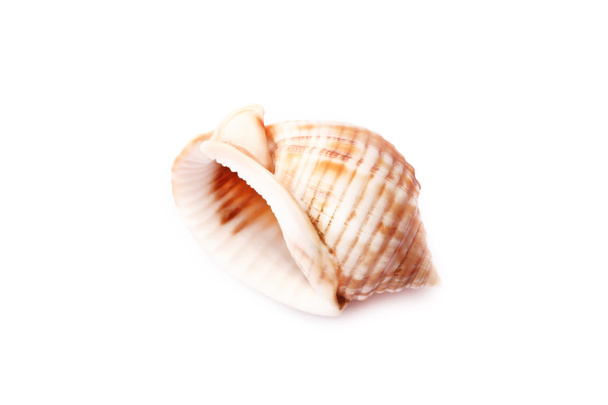 Sea Shell - Photo, Image