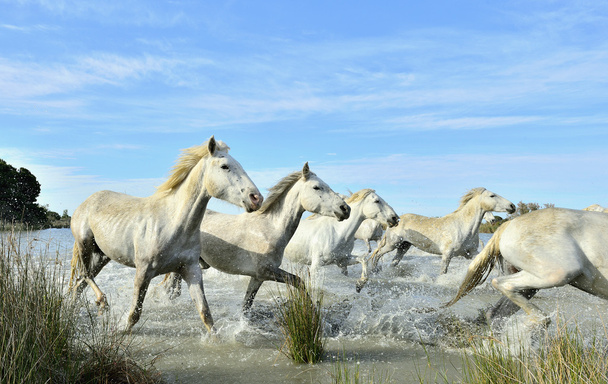 Стадо белых верблюдов
 - Фото, изображение