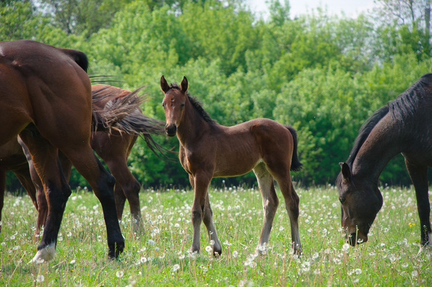 horse and foal are on the road - Foto, Imagem