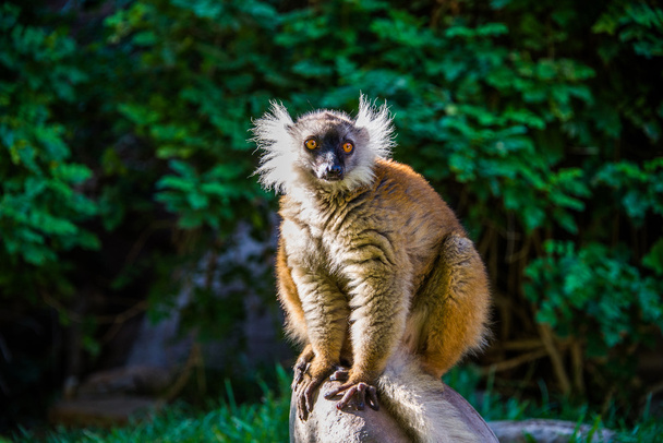 Lemur rot gerafft - Foto, Bild