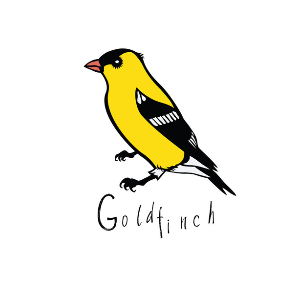 Birds collection Goldfinch Color vector - Διάνυσμα, εικόνα