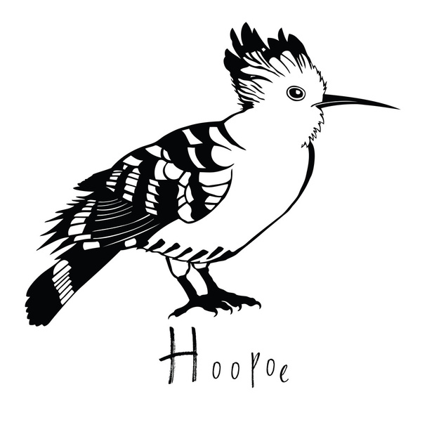 Birds collection Hoopoe - Wektor, obraz