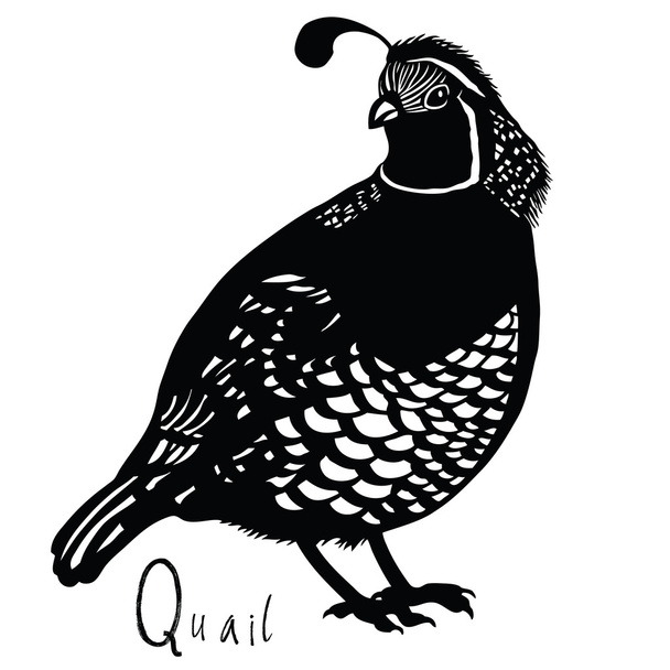Birds collection Quail - Wektor, obraz