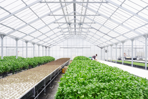 Greenhouse Farming Organic vegetable agriculture technology - Photo, Image