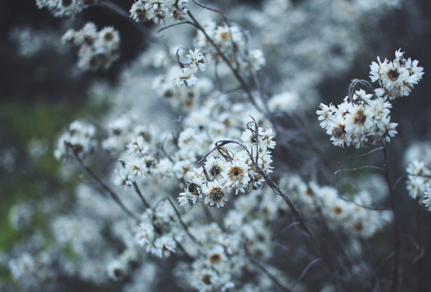 Сушеные цветы в зимнее время с темными тонами
 - Фото, изображение