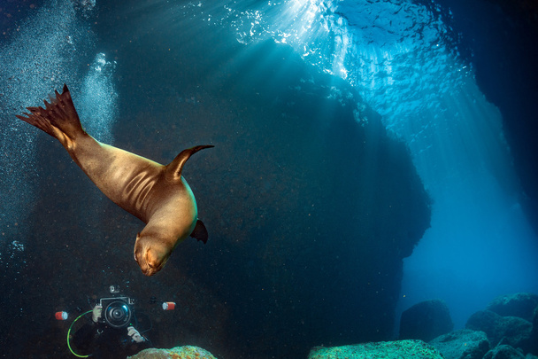 Puppy sea lion underwater looking at you - Photo, Image