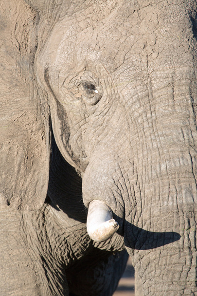 Elephant in Chobe National Park - Фото, зображення