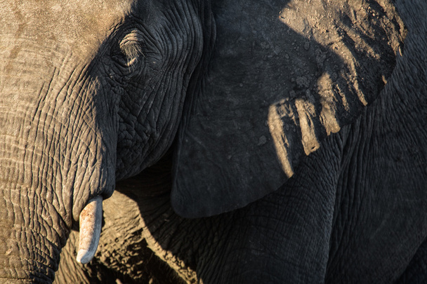 olifant in chobe national park - Foto, afbeelding