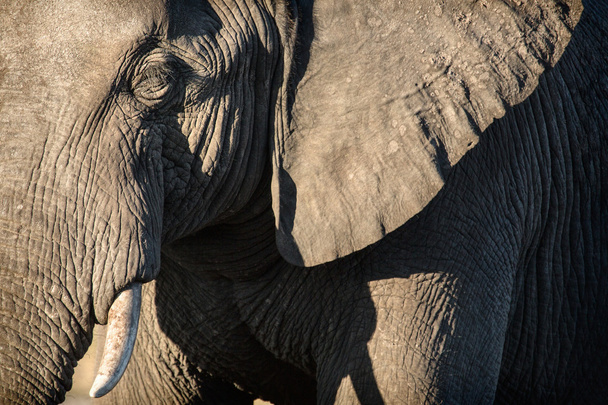 Elephant in Chobe National Park - Zdjęcie, obraz