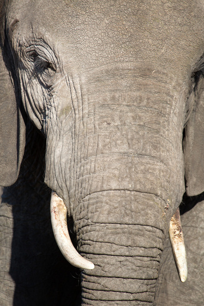 Elephant in Chobe National Park - Фото, изображение