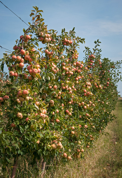 Bomen met rode appels in een boomgaard - Foto, afbeelding