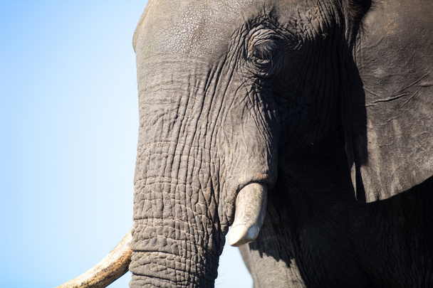 Elephant in Chobe National Park - Foto, immagini