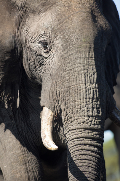 Elephant in Chobe National Park - Foto, afbeelding