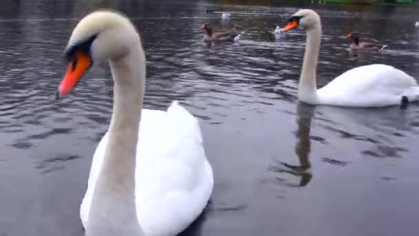 δύο λευκούς κύκνους στη λίμνη - Πλάνα, βίντεο