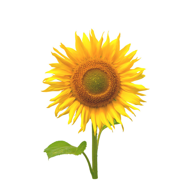 Sunflower. Close-up. Isolated - Photo, Image