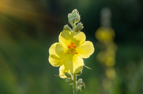 Sarı kır çiçeği Verbascum Nigrum - Fotoğraf, Görsel