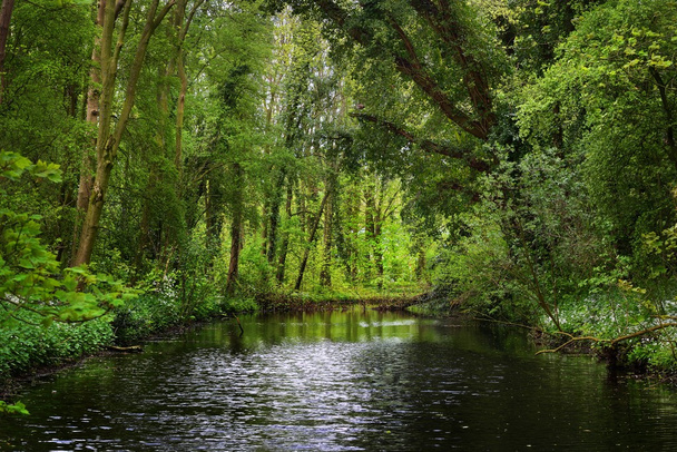Rivière forestière dans le parc Stochemhoeve
 - Photo, image