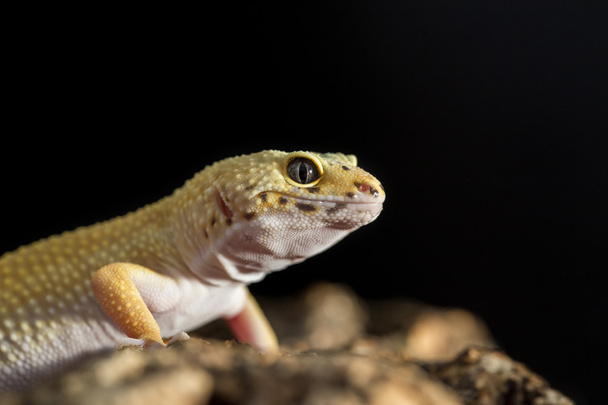 Κοντινό πλάνο του leopard gecko - Φωτογραφία, εικόνα