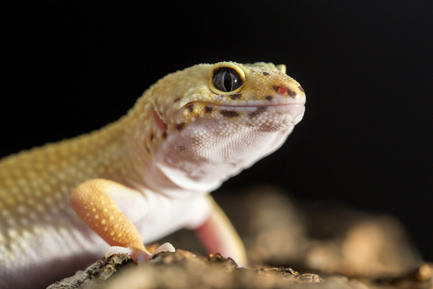 Frontal closeup view of a leopard gecko - Photo, Image